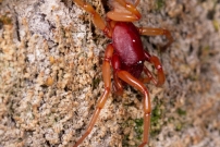 La Dysdre arme. Une femelle Araigne (Araneae - Dysderidae - Dysdera crocata)